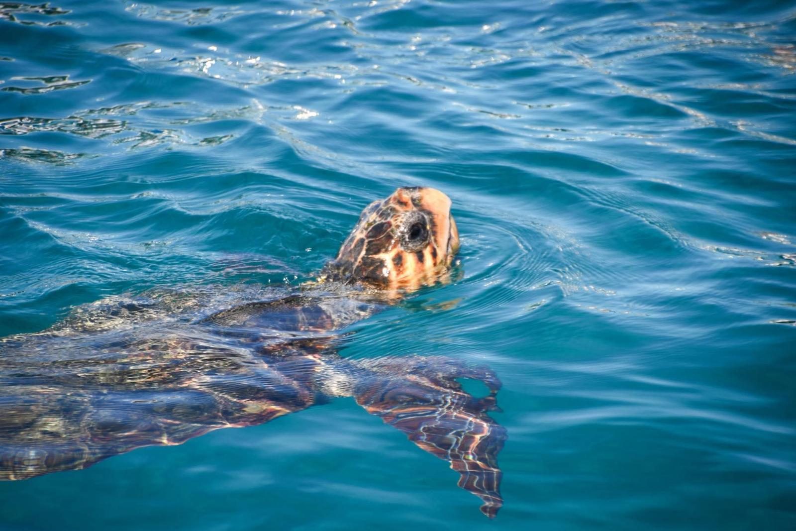 Watching Turtle Tour